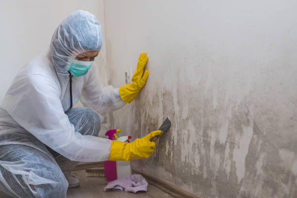 Best Residential Mold Removal  in Millcreek, UT