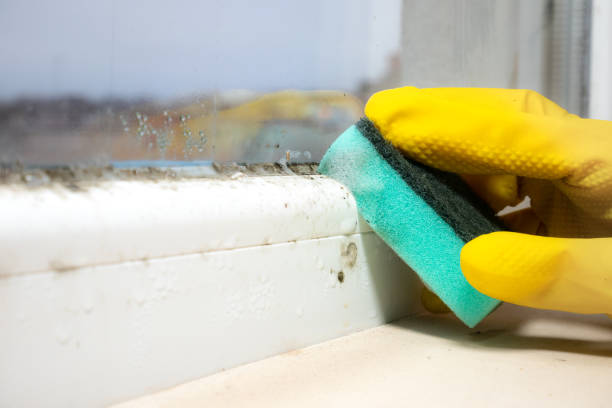 Best Same-Day Mold Removal  in Millcreek, UT