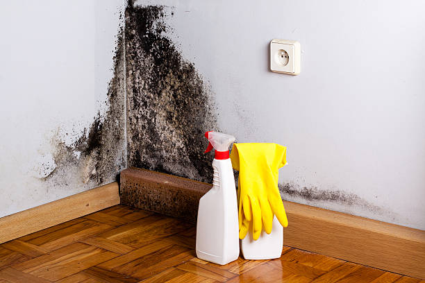 Best Mold Removal Specialists  in Millcreek, UT
