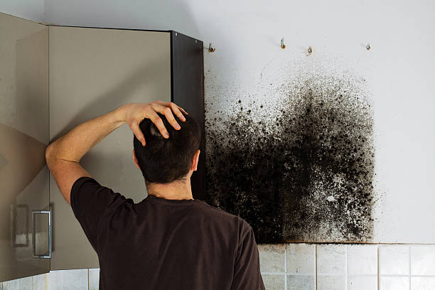 Best Toxic Mold Removal  in Millcreek, UT