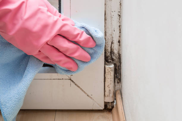 Best Office Mold Removal Services  in Millcreek, UT