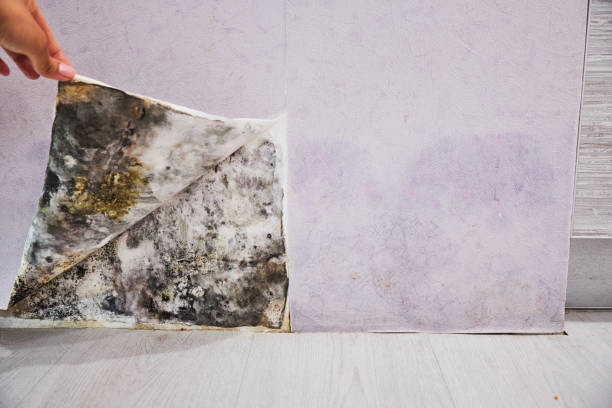 Best Affordable Mold Removal  in Millcreek, UT